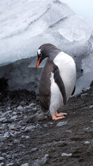 Fototapeta premium Gentoo penguin (Pygoscelis papua) in front of an iceberg at Brown Bluff, Antarctica