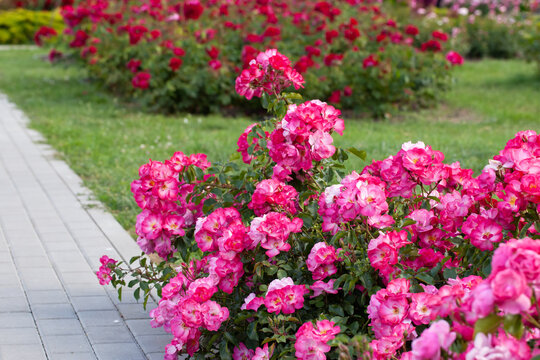 Lush pink roses bush in summer garden.