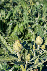 Fresh artichokes in the field, Vegetables for a healthy diet. Horticulture artichokes, close-up...