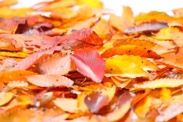 落ち葉　紅葉　秋イメージweb素材