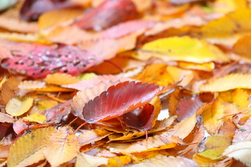 落ち葉　紅葉　秋イメージweb素材