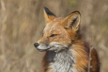 Red fox portrait in autumn