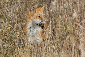Fototapeta premium Red fox portrait in autumn