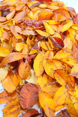 落ち葉　紅葉　秋イメージweb素材