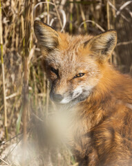 Naklejka na ściany i meble Red fox portrait in autumn