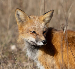 Red fox portrait in autumn