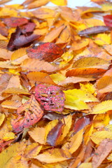 落ち葉　紅葉　秋イメージweb素材