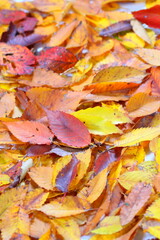 落ち葉　紅葉　秋イメージweb素材