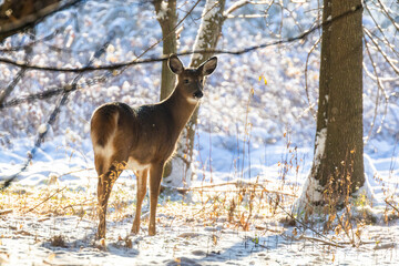  white-tailed deer in winter