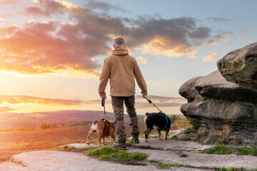 A happy pensioner with English bulldogs on top of mountain, going   for a walk in Peak District on Autumn day.  Dog training. Free time in retirement.