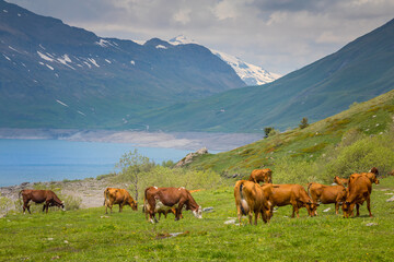 Fototapeta na wymiar Herd of cows in front of the Mont-Cenis lake, Savoie, French alps