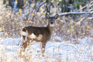 Naklejka na ściany i meble white-tailed deer in winter