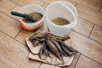 Storing dahlia tubers in vermiculite. Overwintering bulbs at home in plastic bucket