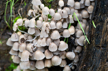 Detail of a wild mushrooms in their natural environment