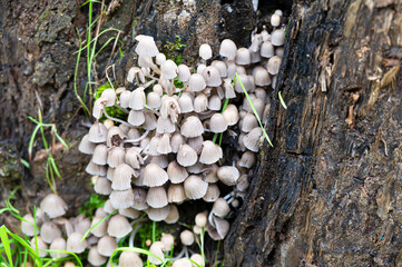 Detail of a wild mushrooms in their natural environment
