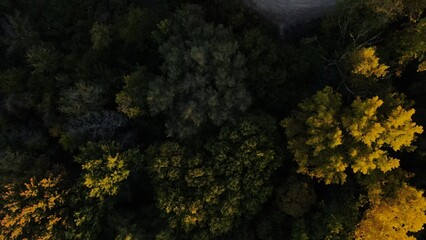 Fototapeta na wymiar Trees from above