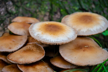 Detail of the Cortinarius Trivialis mushroom in the wild