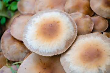 Detail of the Cortinarius Trivialis mushroom in the wild