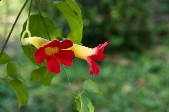 Beautiful red and yellow blooming flower in garden