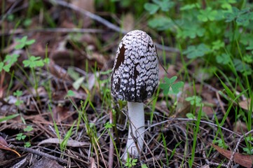 Detail of a wild mushrooms in their natural environment