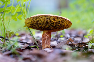 Detail of a wild mushrooms in their natural environment