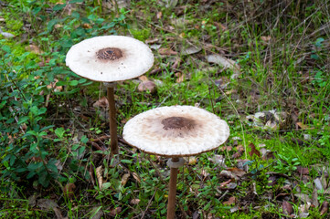 Detail of Macrolepiota procera mushroom in wild environment