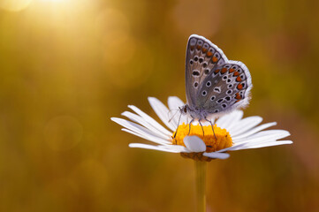 Papillon bleu - Polyommatus icarus - obrazy, fototapety, plakaty