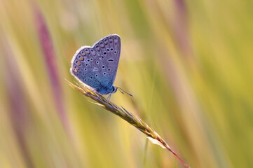 Motyl Modraszek © Iwona