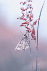 Motyl Dyblik liniaczek © Iwona