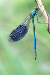 Niebieska ważka Świtezianka - Calopteryx splendens © Iwona