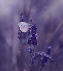 Motyl na lawendzie © Iwona