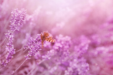 Fioletowe kwiaty lawendy © Iwona