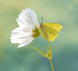 Motyl Gonepteryx rhamni © Iwona