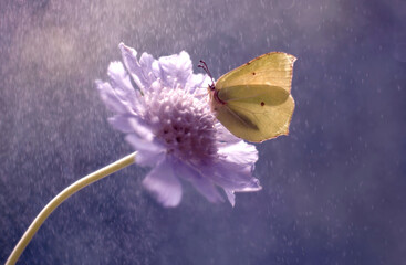 Motyl Gonepteryx rhamni © Iwona