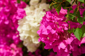 Tropical pink and white flowers on bushes in the rays of light.