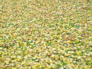 Tokyo,Japan - November 20, 2022: Stacked fallen yellow gingko leaves in early winter in Tokyo,...