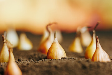 close up of an onion seeds chive in the ground, the concept of planting in soil, selective focus