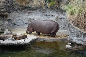 天王寺動物園_カバ　tennojizoo_hippopotamus