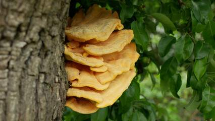 Laetiporus sulphureus sulphur polypore shelf chicken crab woods species bracket fungus, parasite is...