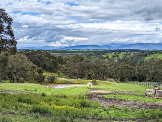 Obraz premium landscape with cows