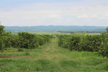 Obraz premium citrus plantation in northwestern Argentina