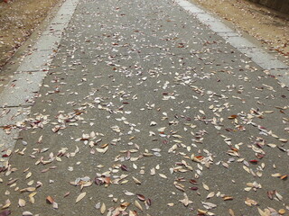 落ち葉の歩道