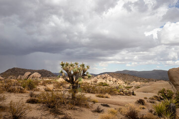 Fototapeta premium Desert scenes