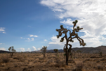Obraz premium Desert scenes