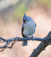 tufted titmouse bird standing on tree branch in autumn