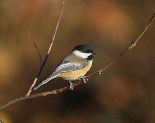black capped chickadee bird standing on the tree branch