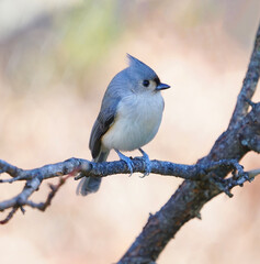 tufted titmouse bird standing on tree branch in autumn