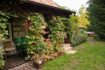 
A house overgrown with colorful grapevine - 547799840