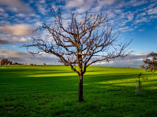 Fototapeta premium Kahler Obstbaum im Winter