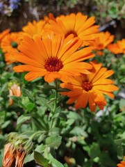 orange chrysanthemum flower